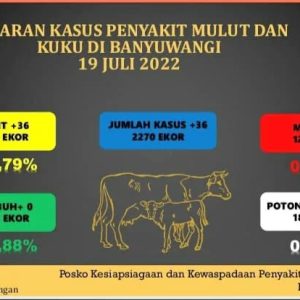 Dinas Pertanian Dan Pangan Banyuwangi Imbau Peternak Hewan Tetap Waspada Virus PMK