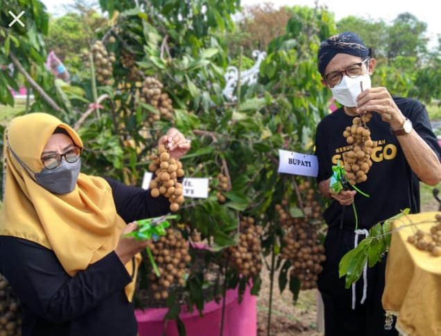 Direncanakan 3 Tahun Akhirnya Kebun Buah Srogo Diresmikan