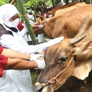 Gubernur Khofifah Tinjau Revaksinasi PMK di Jember Gubernur Khofifah Tinjau Revaksinasi PMK di Jember