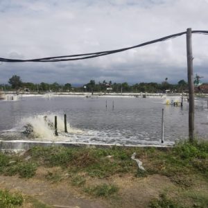 Diduga Kesetrum Saat Perbaiki Kincir Di Tambak, Pemuda Kramat Meninggal