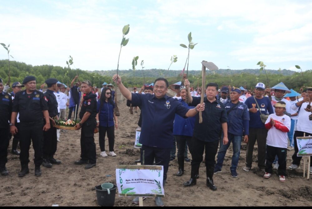 Ikut Peringati HUT RI ke 77, NasDem Tanam Ribuan Pohon Mangrove di Banyuwangi