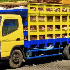 Tanpa Dokumen, Ratusan Babi Gagal Dikirimkan