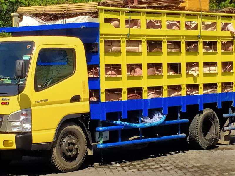 Tanpa Dokumen, Ratusan Babi Gagal Dikirimkan
