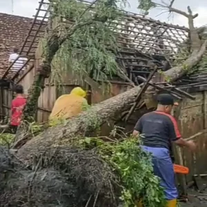 Rumah Roboh dan Tertimpa Pohon Akibat Hujan Angin Rumah Roboh dan Tertimpa Pohon Akibat Hujan Angin