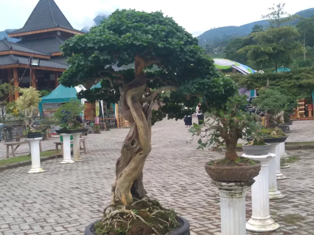 Mejeng Bonsai Dan Icip -Icip Mangga Santok Tarik Wisatawan Kunjungi Kebun Bunga Refugia