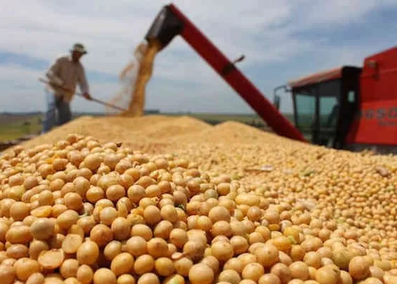 Indonesia Segera Impor Kedelai 350 Ribu Ton untuk Stabilisasi Harga