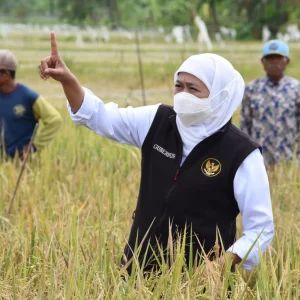 Ngawi Panen Raya, Produksi Beras Hingga 91,26 Ribu Ton Ngawi Panen Raya, Produksi Beras Hingga 91,26 Ribu Ton