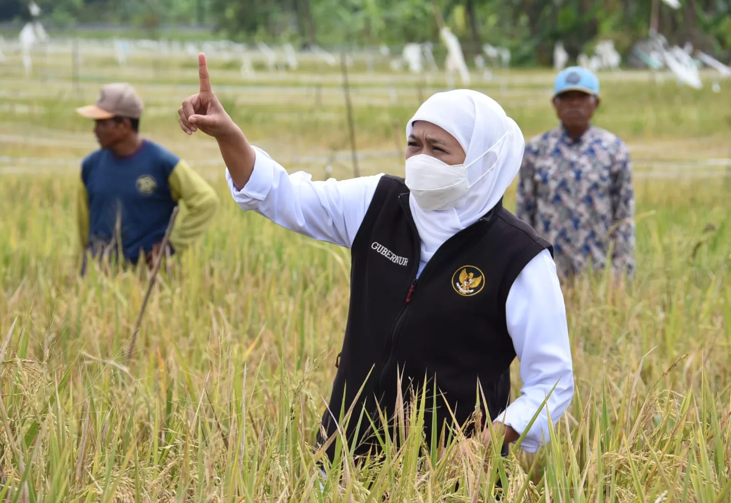 Ngawi Panen Raya,  Produksi Beras Hingga 91,26 Ribu Ton