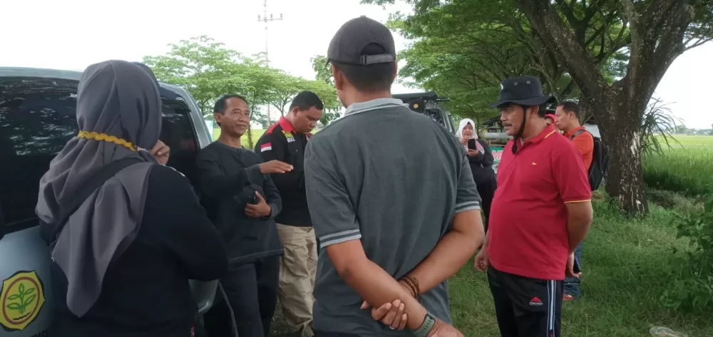 Gagal Panen, 5 Hektar Tanaman Padi Terserang Hama ” Kerdil Rumput” di Madiun