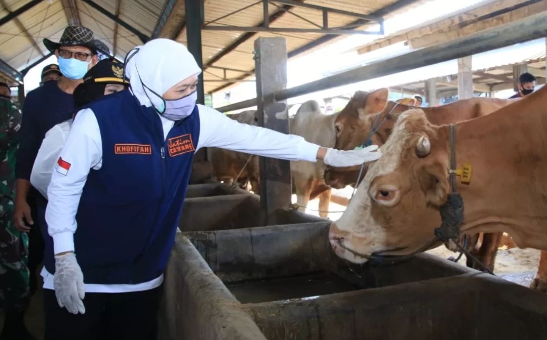 Kontribusi Ternak Jatim Untuk Kebutuhan Nasional Capai 27 Persen