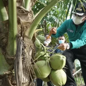 Indragiri Hilir, “Negeri Seribu Parit, Hamparan Kelapa Dunia” Indragiri Hilir, “Negeri Seribu Parit, Hamparan Kelapa Dunia”