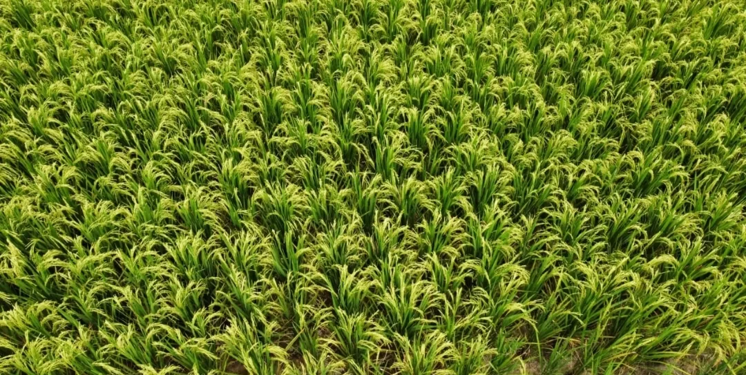 Masa Panen Tiba, Petani Bojonegoro Diuntungkan Harga Jual Gabah yang Tinggi
