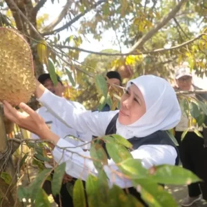 Miliki Varitas Unggul, Gubernur Khofifah Puji Durian Ngawi Miliki Varitas Unggul, Gubernur Khofifah Puji Durian Ngawi