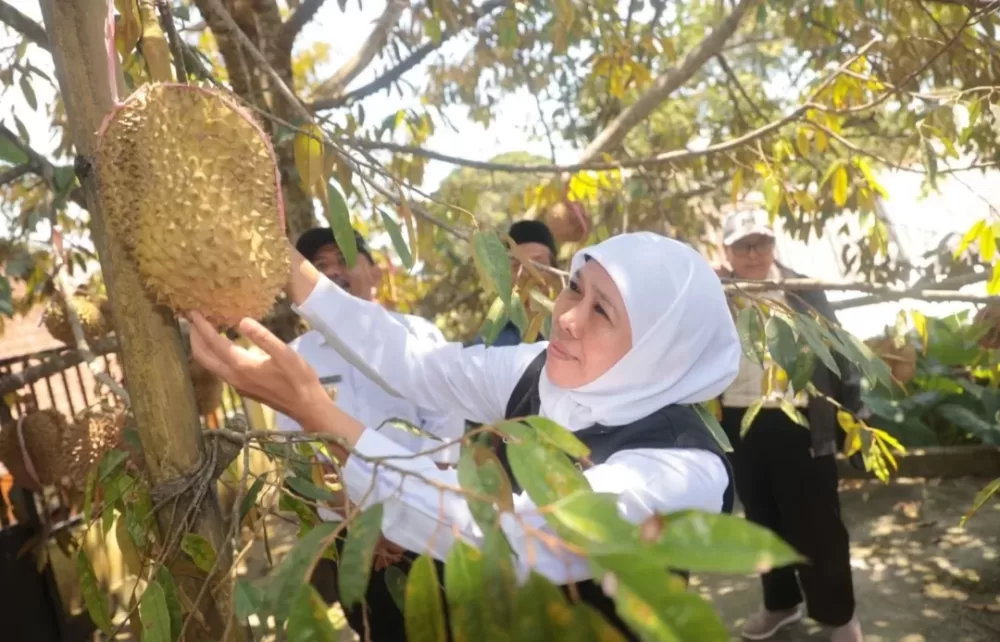 Miliki Varitas Unggul, Gubernur Khofifah Puji Durian Ngawi