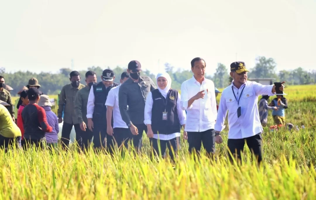 Presiden Jokowi Apresiasi Produksi Padi di Ngawi Tembus 10,5 Ton/hektar