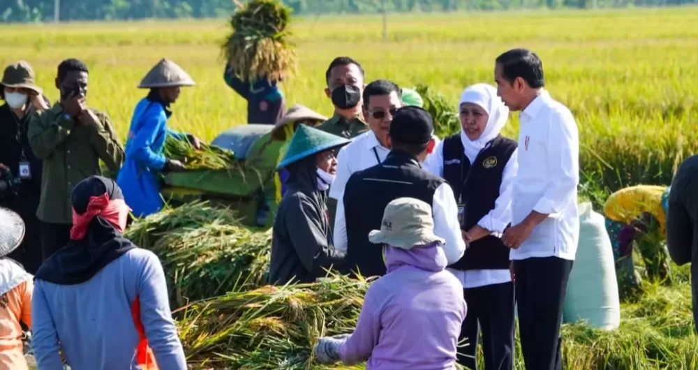 Gubernur Khofifah, Produksi Padi Ngawi Terbesar Kedua di Jatim