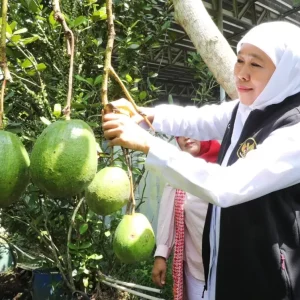 Dikunjungi Gubernur, Kebun Buah Jember Jangkau Pasar Ekspor Dikunjungi Gubernur, Kebun Buah Jember Jangkau Pasar Ekspor
