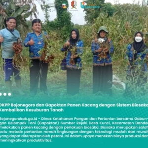 DKPP Bojonegoro dan Gapoktan Panen Kacang dengan Sistem Biosaka DKPP Bojonegoro dan Gapoktan Panen Kacang dengan Sistem Biosaka