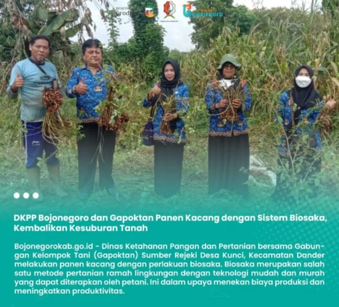 DKPP Bojonegoro dan Gapoktan Panen Kacang dengan Sistem Biosaka