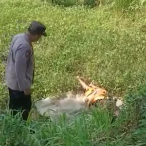 Usai Berkunjung Ke Istri Muda, Mitro Ditemukan Tak Bernyawa Di Lahan Kosong