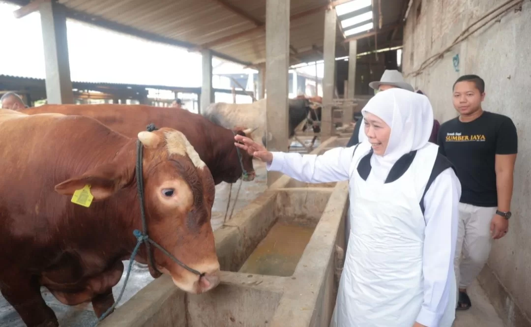 Tinjau Hewan Kurban di Lamongan, Gubernur Ingin Pastikan Sudah Vaksin PMK dan LSD
