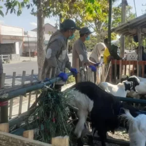 Sidak, Petugas Dispertan Banyuwangi Temukan Kambing Terkena Penyakit Ringan