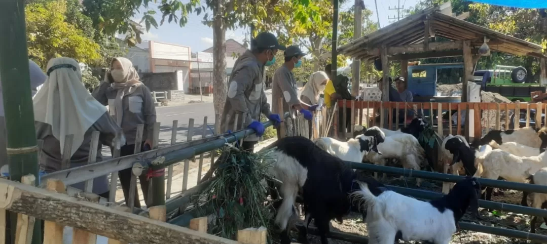 Sidak, Petugas Dispertan Banyuwangi Temukan Kambing Terkena Penyakit Ringan