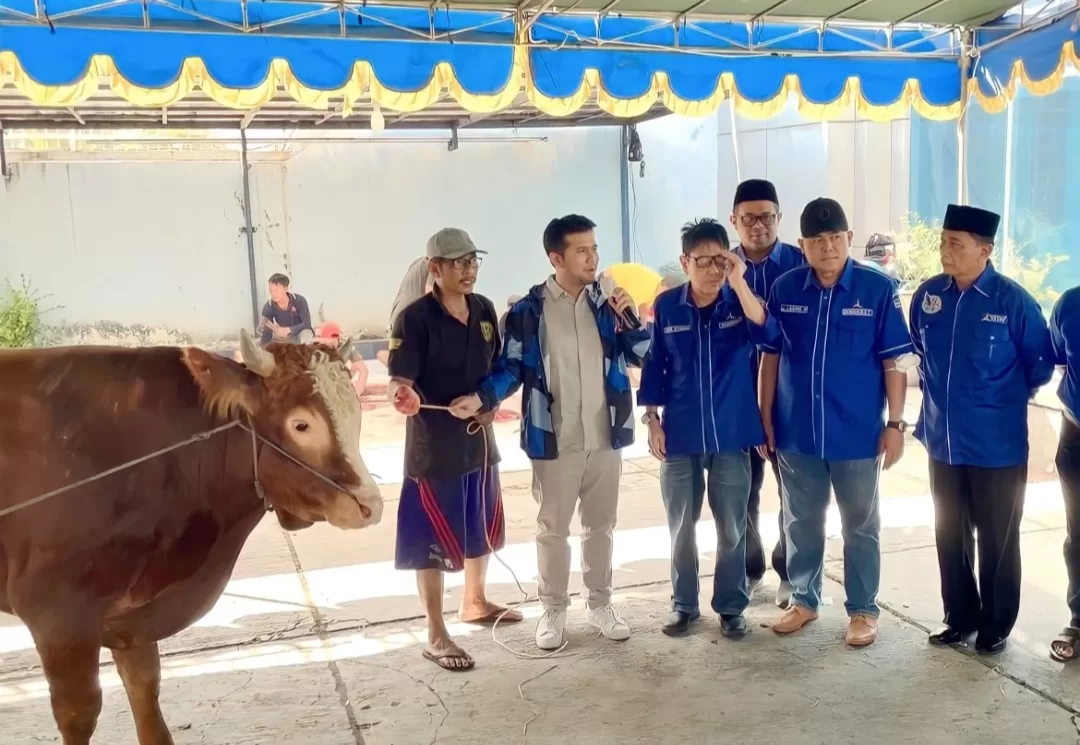 Idul Adha 1444 H, Demokrat Jatim Sembelih 5 Ekor Sapi, Sebar 1000 Paket Daging Kurban