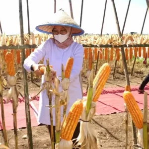 Terbesar di Jatim, Banyuwangi Hasilkan 250 Ribu Ton/Tahun