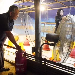 Berkat Arahan Bupati Kediri Ratusan Peternak Kini Beralih Elpiji Non Subsidi