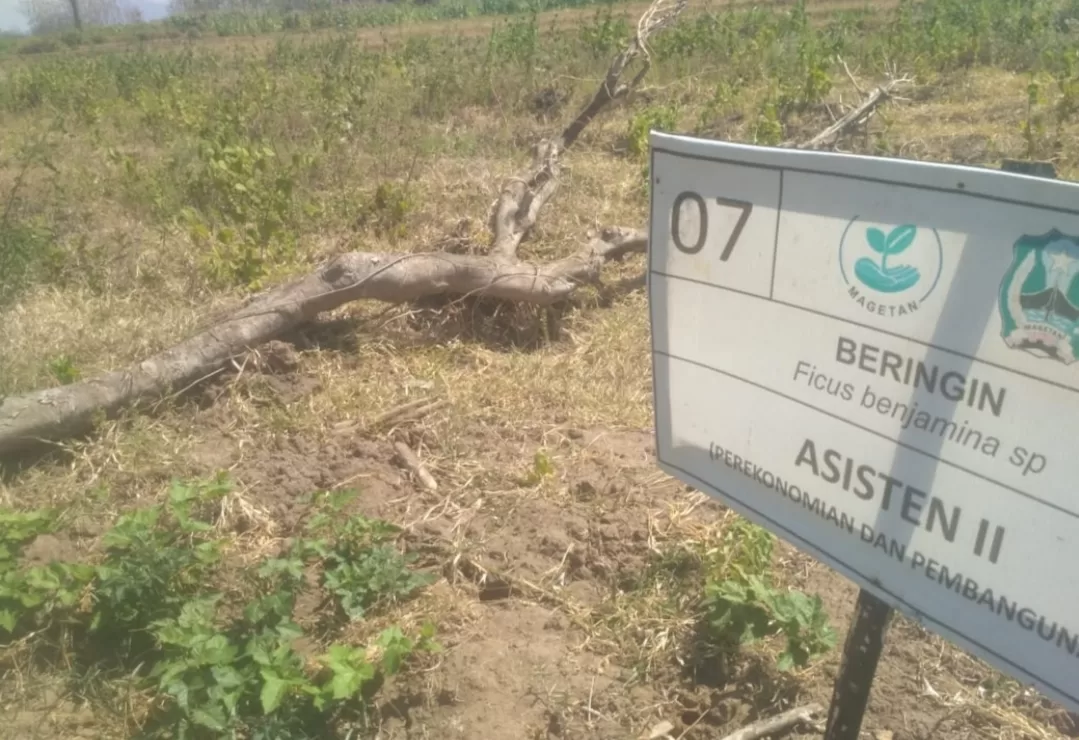 Tidak Terawat Puluhan Pohon Beringin Yang Ditanam Di Hutan Kota Mati