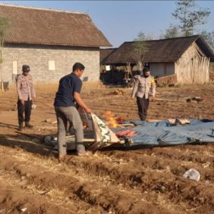 Respon Cepat Tanggapi Aduan Masyarakat, Polsek Wongsorejo Bongkar Arena Judi Sabung Ayam