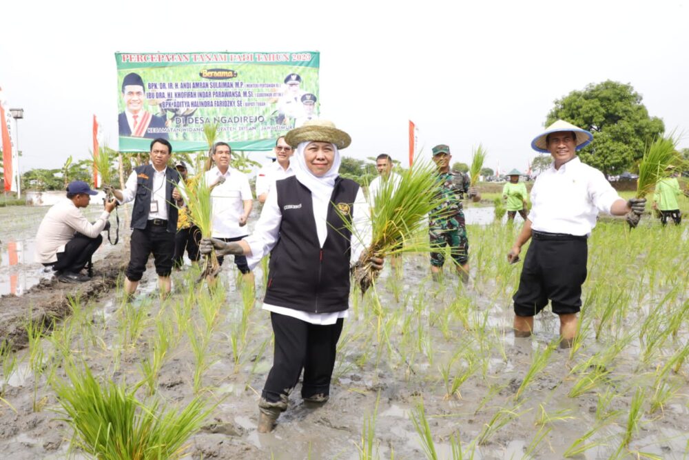 Tahun 2023, Jatim Penghasil Padi Terbesar Nasional 9,59 juta ton GKG