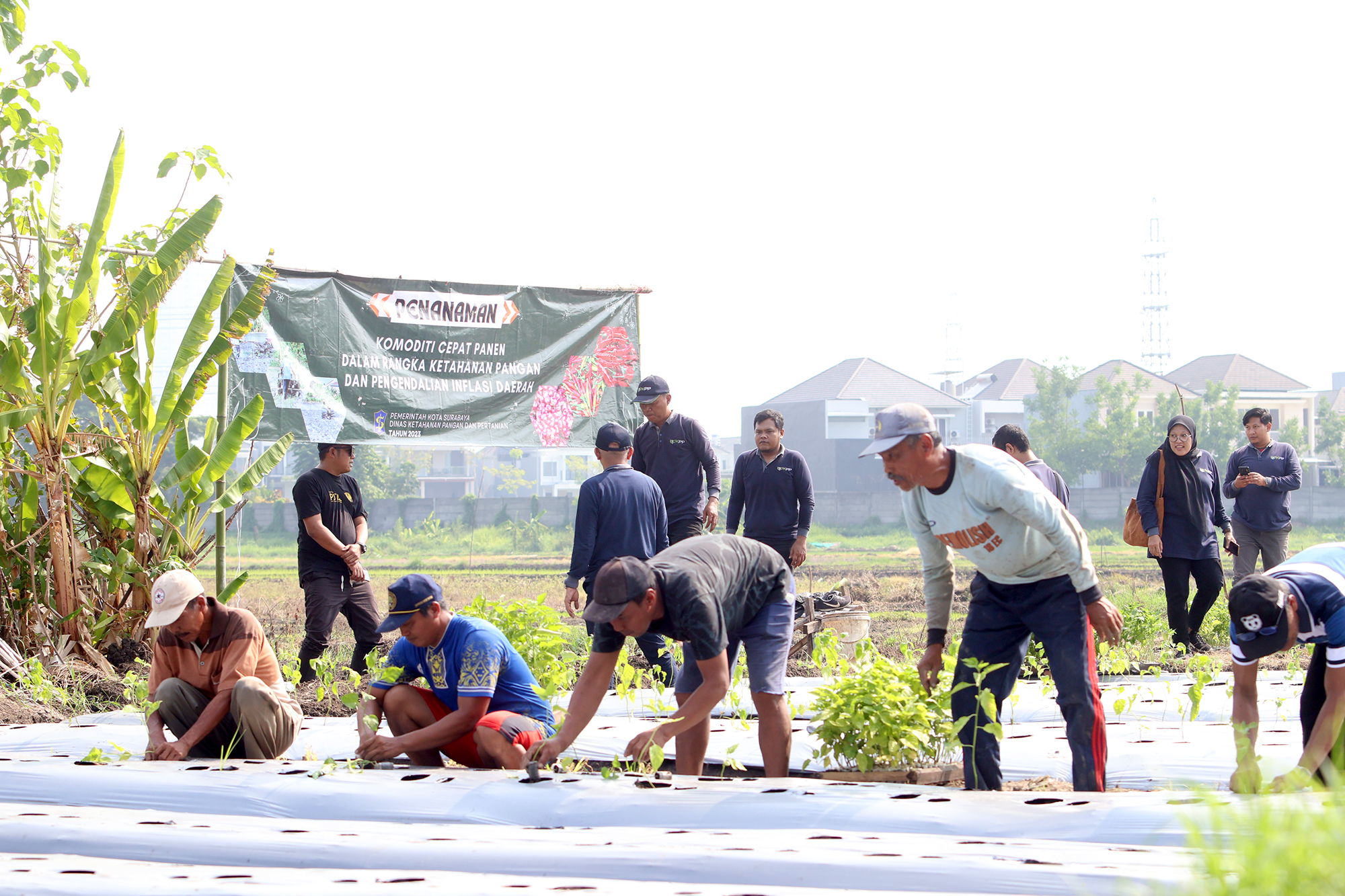 Pemkot Surabaya Tanam Juta Bibit Cabai untuk Ketahanan Pangan