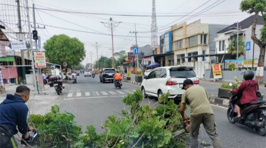 Hindari Korban Tertimpa Pohon Pj. Walikota Perintahkan DLH Pangkas Pohon Rawan Tumbang