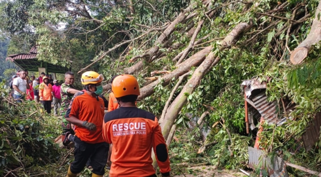 Wisatawan Telaga Sarangan Diminta Waspada, Cuaca Ekstrim Tumbangkan Dua Pohon Besar