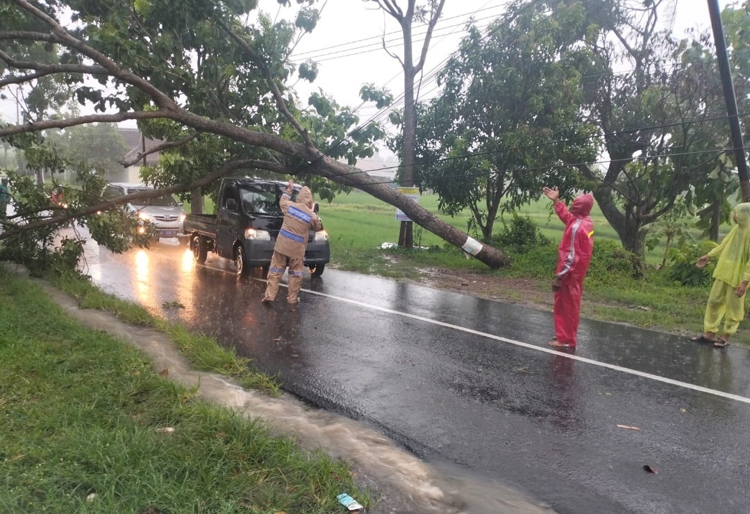 Magetan Diamuk Cuaca Ekstrem, Pohon Ambruk di Dua Titik