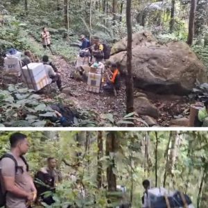 Di Banggai, Petugas Berjalan Melalui Hutan Antar Logistik Pemilu Di Banggai, Petugas Berjalan Melalui Hutan Antar Logistik Pemilu