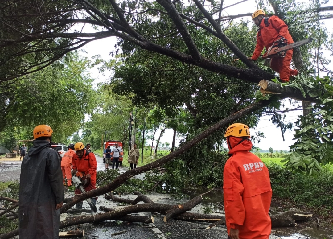 Jalur Alternatif Madiun – Magetan Terhalang Pohon Tumbang, Arus Lalin Tersendat