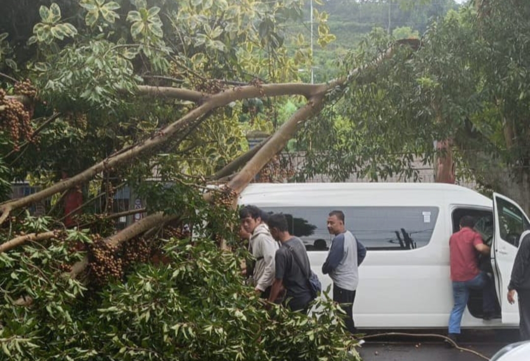 Jalur Tujuan Wisata Telaga Sarangan Tersendat, Ada Mobil Tertimpa Pohon Ambruk