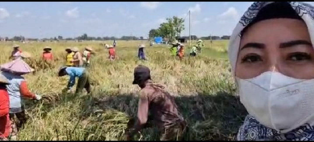 Anggota DPRD Magetan Hj. Rita Haryati Lakukan Panen Raya Bersama Petani Desa Blaran