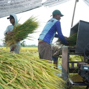 Melalui Program DITO, Produktivitas Padi di Kabupaten Kediri Terus Merangkak Naik