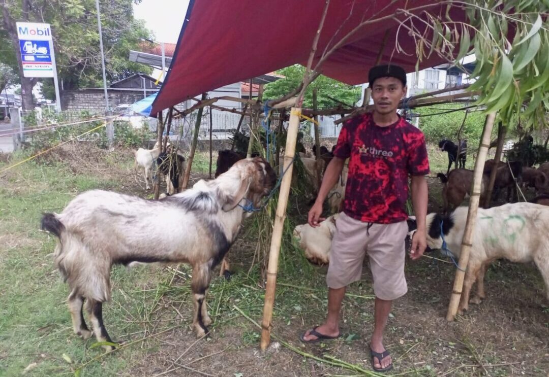 Mantan Wartawan Banting Setir Berdagang Hewan Kurban