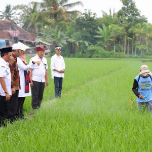 Merambah Pasar Nasional, Beras Organik Banyuwangi Tersedia di 18.000 Supermarket