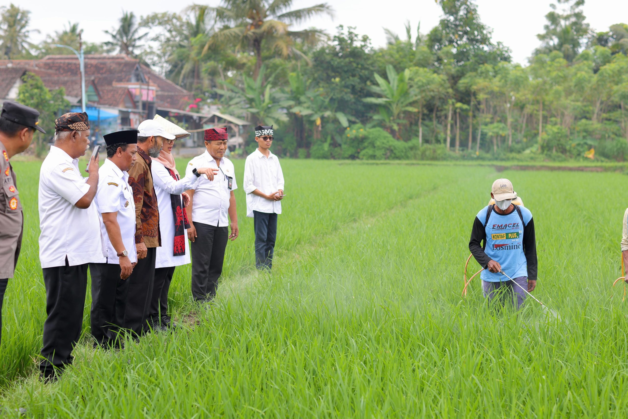 Merambah Pasar Nasional, Beras Organik Banyuwangi Tersedia di 18.000 Supermarket