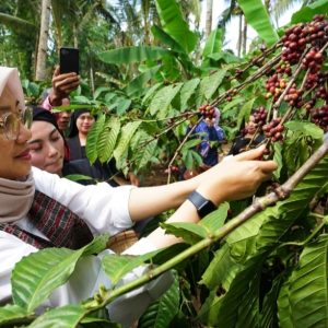 Kopi Robusta Banyuwangi Diverifikasi Kemenkumham untuk Peroleh Indikasi Geografis