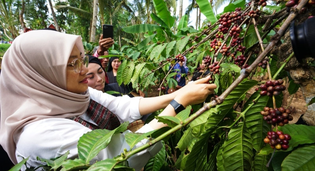 Kopi Robusta Banyuwangi Diverifikasi Kemenkumham untuk Peroleh Indikasi Geografis