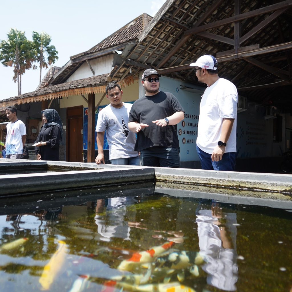 Budidaya Ikan Koi di Kabupaten Kediri, Potensi Ekonomi yang Siap Mendunia 