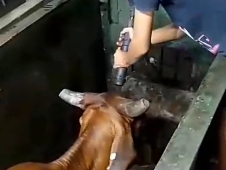 Viral Proses Stunning Sapi RPH Pegirian, MUI Surabaya Bilang Sesuai Syariat