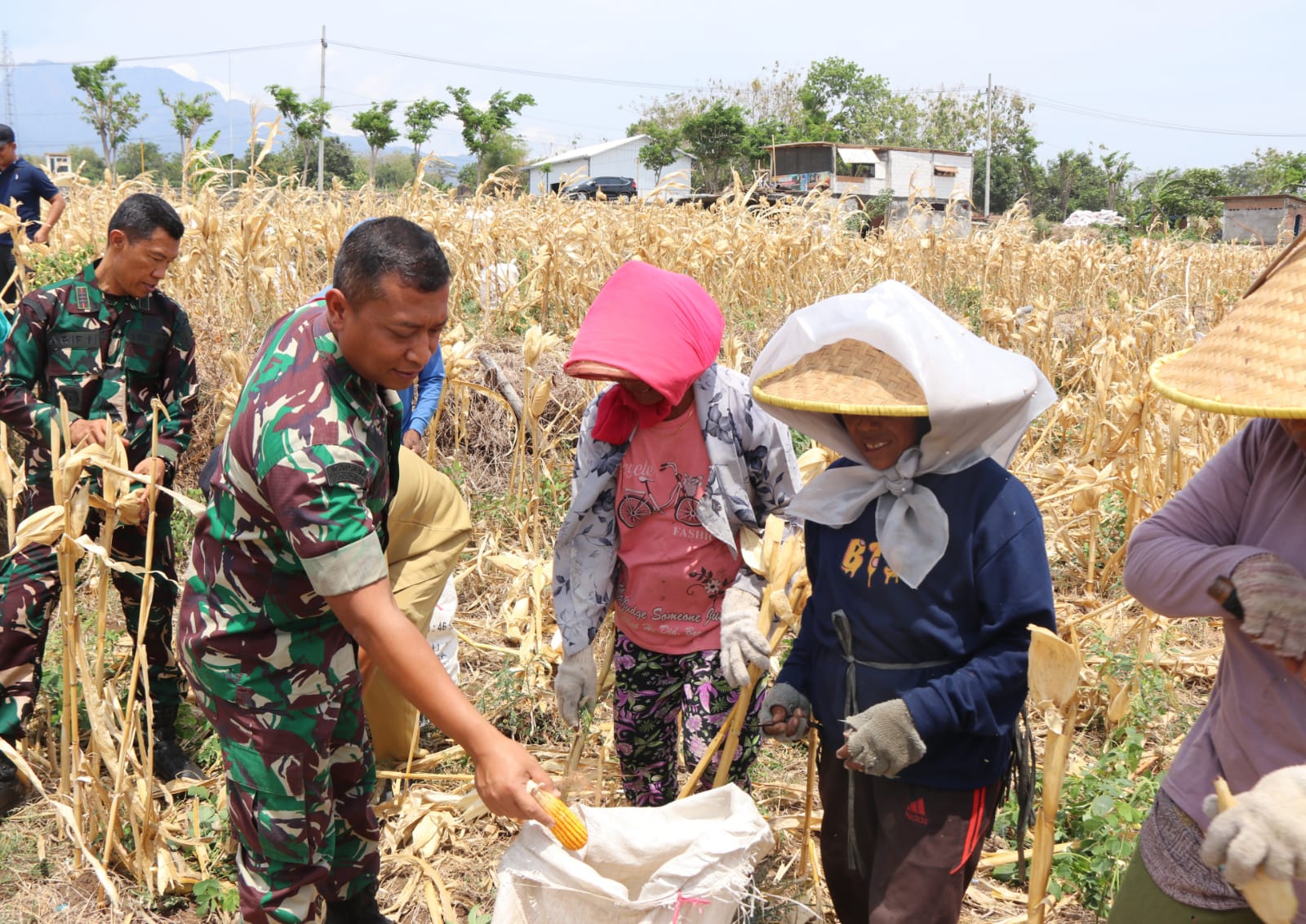 Harmoni TNI dan Warga Desa Pagung dalam Panen Jagung Bersama di TMMD ke-122